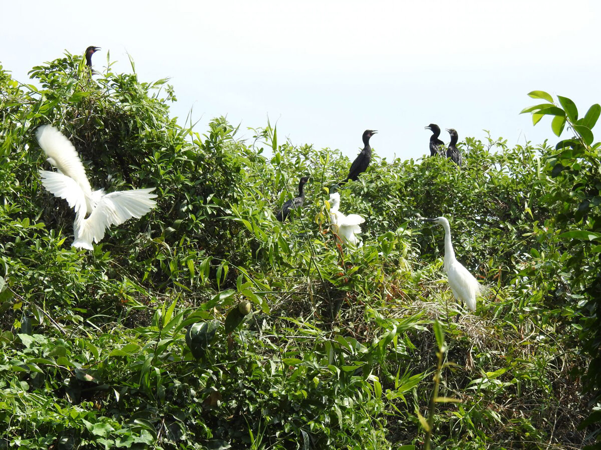 Seize the vibrant spirit of Ca Mau Travel